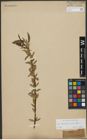 Foto von Salix triandra L. x Salix viminalis L.